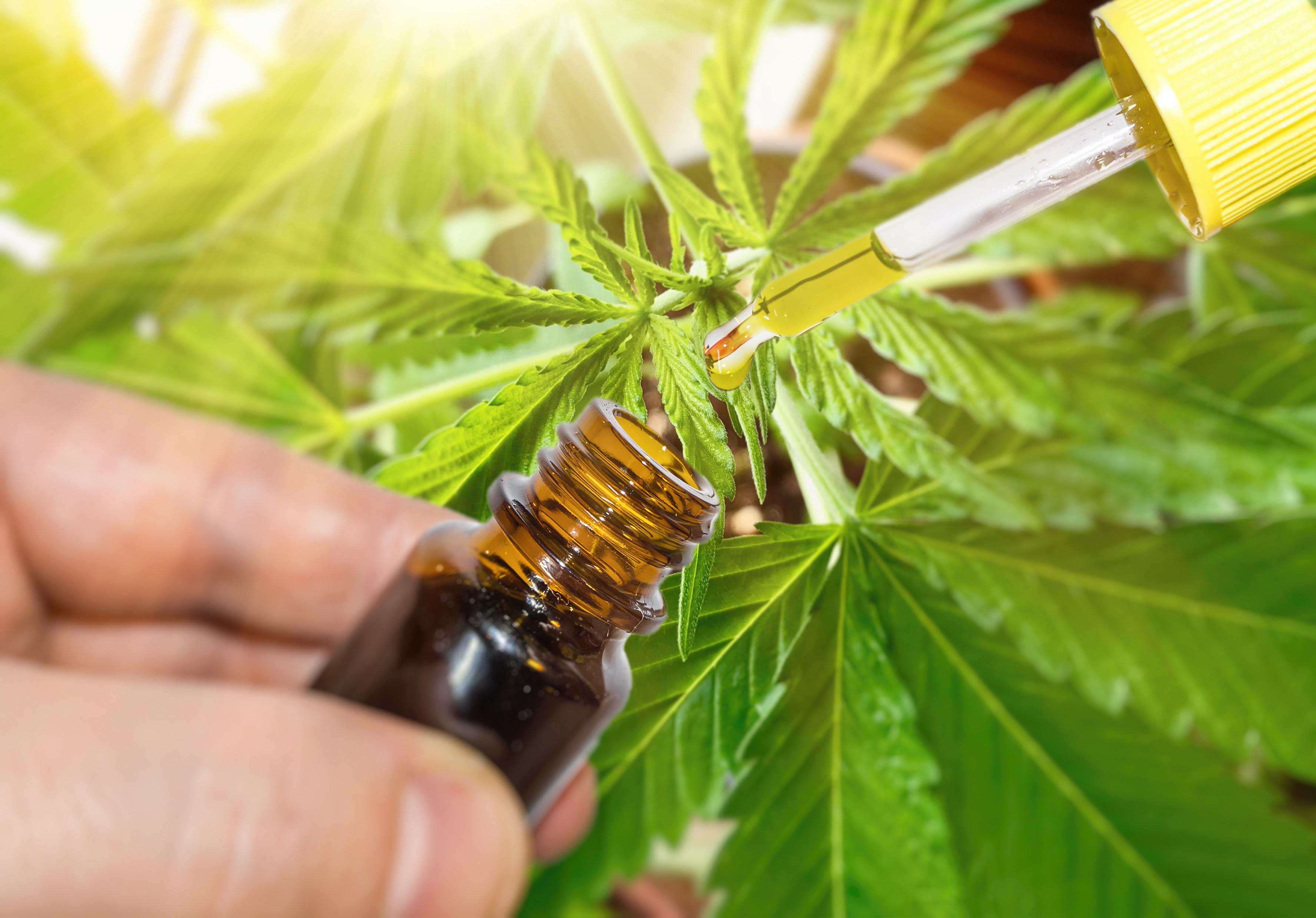 What You Need to Know About Using CBD Oil for Focus - BigStridz.com